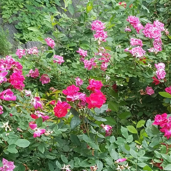 Meet your Posher, Isabelle - Picture 1 of 1